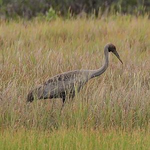 Brolga