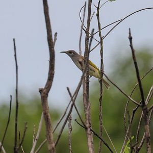 Brown Honeyeater