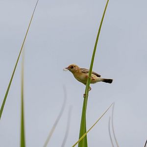 Golden-headed Cisticola