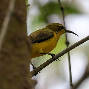 Olive-backed Sunbird female