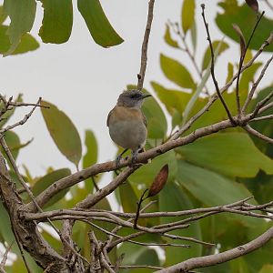 Rufous-banded Honeyeater