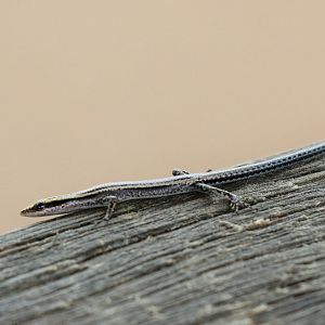Striped Snake-eyed Skink