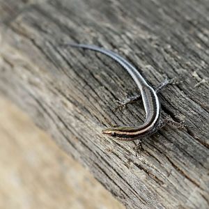 Striped Snake-eyed Skink