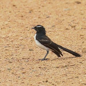 Willie Wagtail