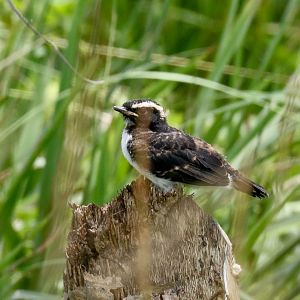 Willie Wagtail juvenile