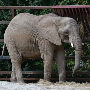 African Elephant - September 2016