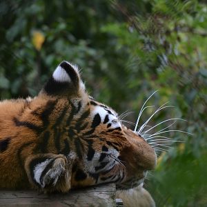 Amur Tiger - September 2016