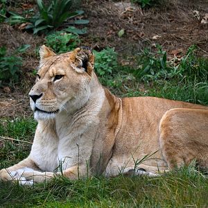Barbary Lion - September 2016