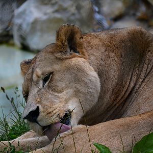 Barbary Lion - September 2016