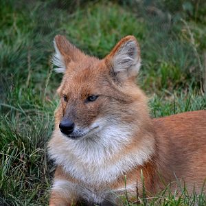 Dhole - September 2016