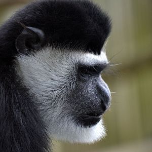 Eastern Black And White Colobus - September 2016