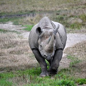Eastern Black Rhinoceros - September 2016