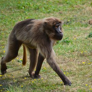 Gelada Baboon - September 2016