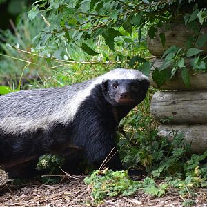 Honey Badger - September 2016