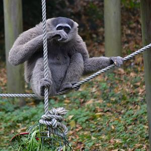 Javan Gibbon - September 2016
