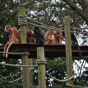 Javan Langur - September 2016