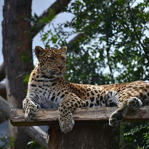 North Chinese Leopard - September 2016