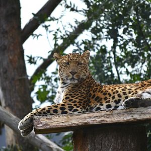 North Chinese Leopard - September 2016