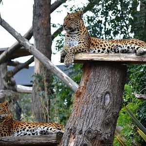 North Chinese Leopard - September 2016