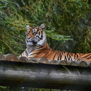 Sumatran Tiger - September 2016