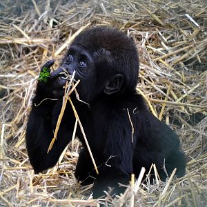 Western Lowland Gorilla - September 2016
