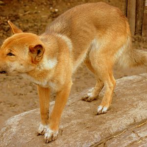New Guinea singing dog; RSCC; 31st March 2010