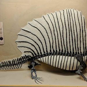 Edaphosaurus