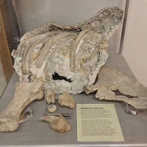 Bones of Megalonyx jeffersoni