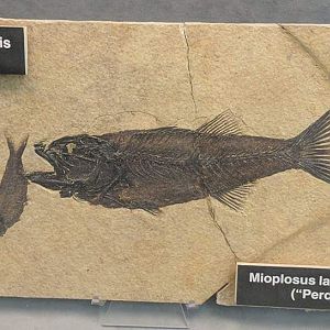 Knightia humilis (Left) and Mioplosus labrocoides (Right)