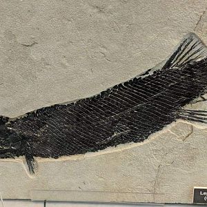 Green River gar (Lepisosteus simplex)