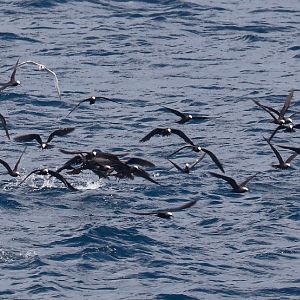 Black Noddies feeding