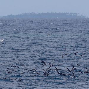 Black Noddies and terns feeding, Ugar Island in background.