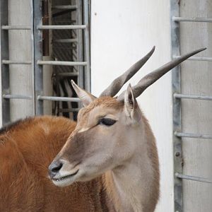 Eland