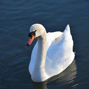 Mute swan