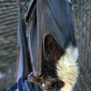 Spectacled Flying fox