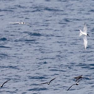 Common Tern & Black Noddies