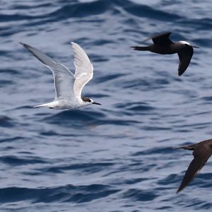 Common Tern & Black Noddies