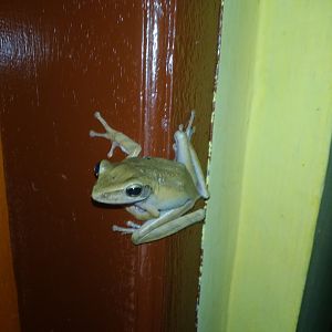 Frog ID