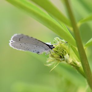 Butterfly in my local patch - ID?