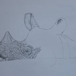 Javan rhino in progress