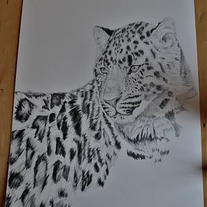 Amur leopard drawing progress