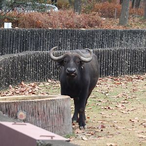 African Buffalo