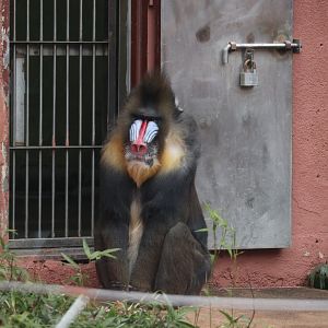 Mandrill