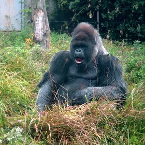 Western Lowland Gorilla
