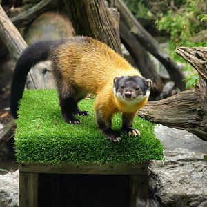 Yellow-throated Marten