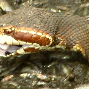 Cottonmouth Eating 1