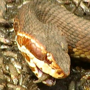 Cottonmouth Eating 2