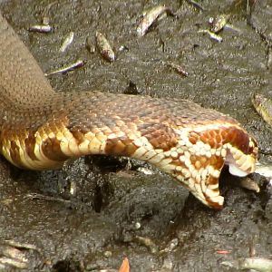 Cottonmouth Eating 3