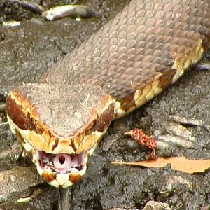 Cottonmouth Showing Tongue