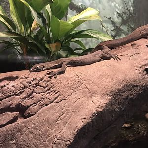 Mertens water monitor